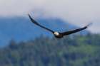 Bald eagle flying over the Hood Canal, Washington State Art Print